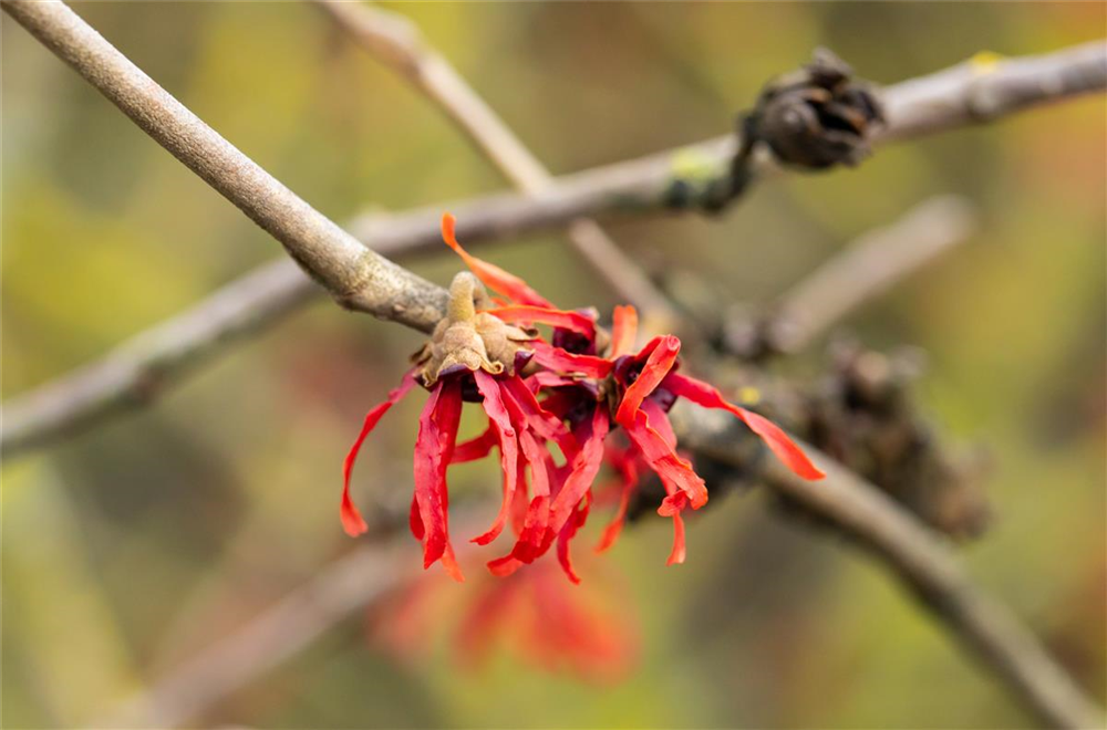 Zaubernuss 'Diane'