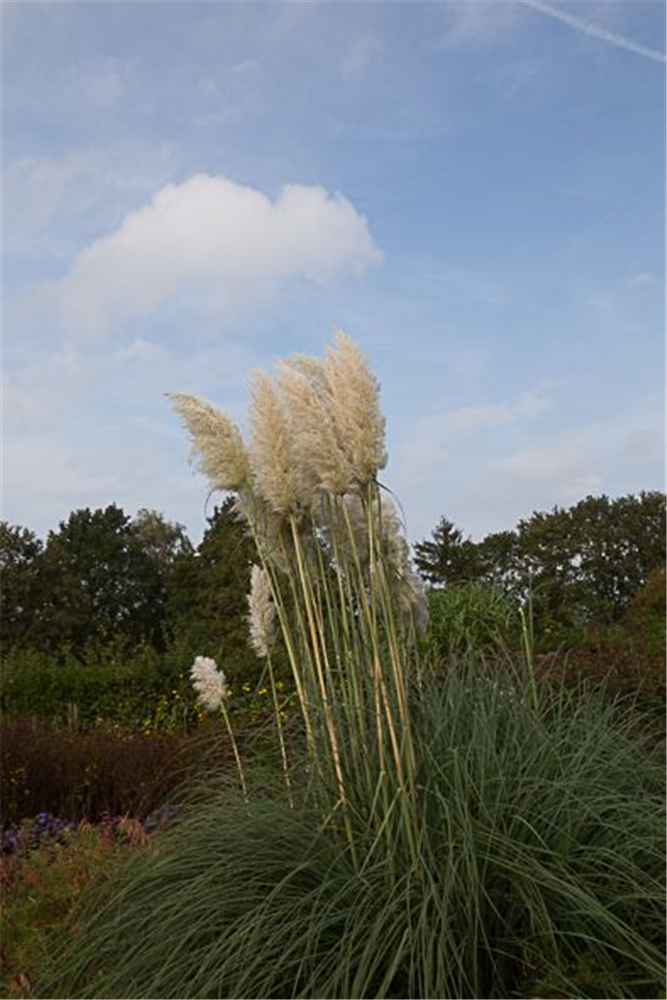 Cortaderia selloana 'Weiße Feder'