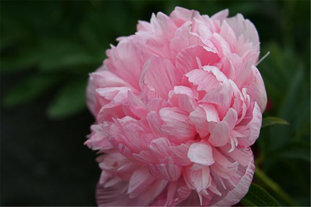 Bauerngarten-Pfingstrose 'Rosea Plena'