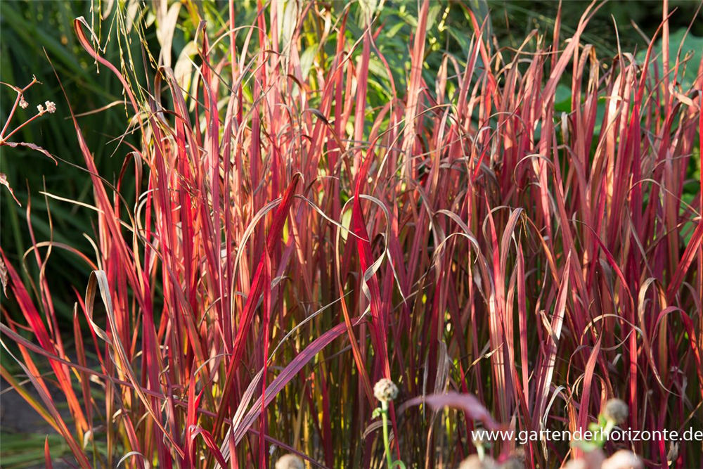 Imperata cylindrica var.koenig.'Red Baron'