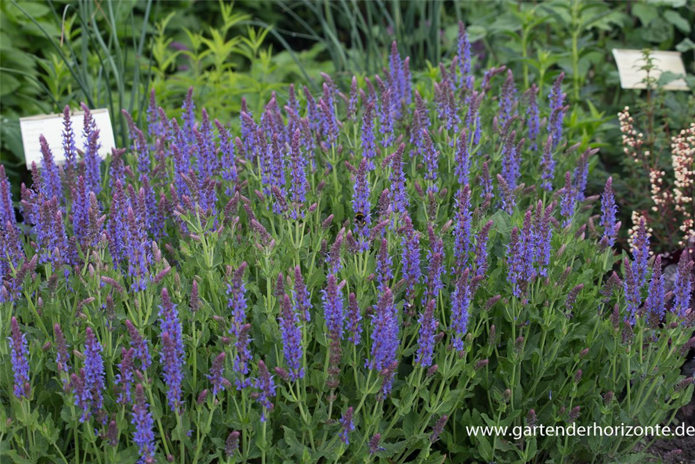 Garten-Blüten-Salbei 'Blauhügel'