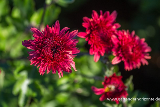 Chrysanthemum x hort.'Pizzicato'