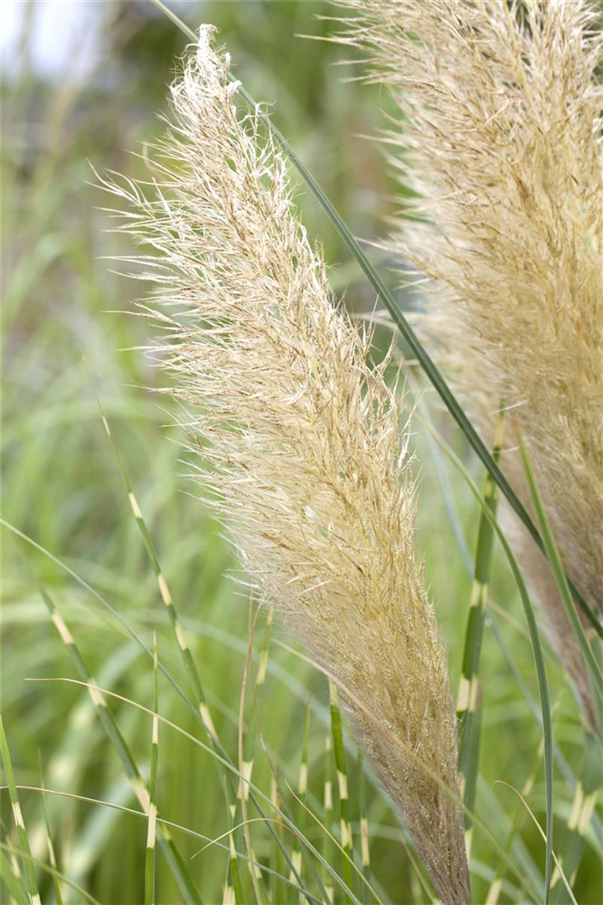 Cortaderia selloana 'Weiße Feder'