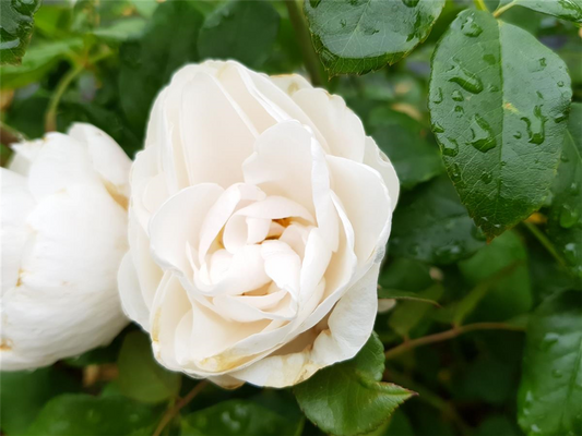 Beetrose 'Prague Castle'