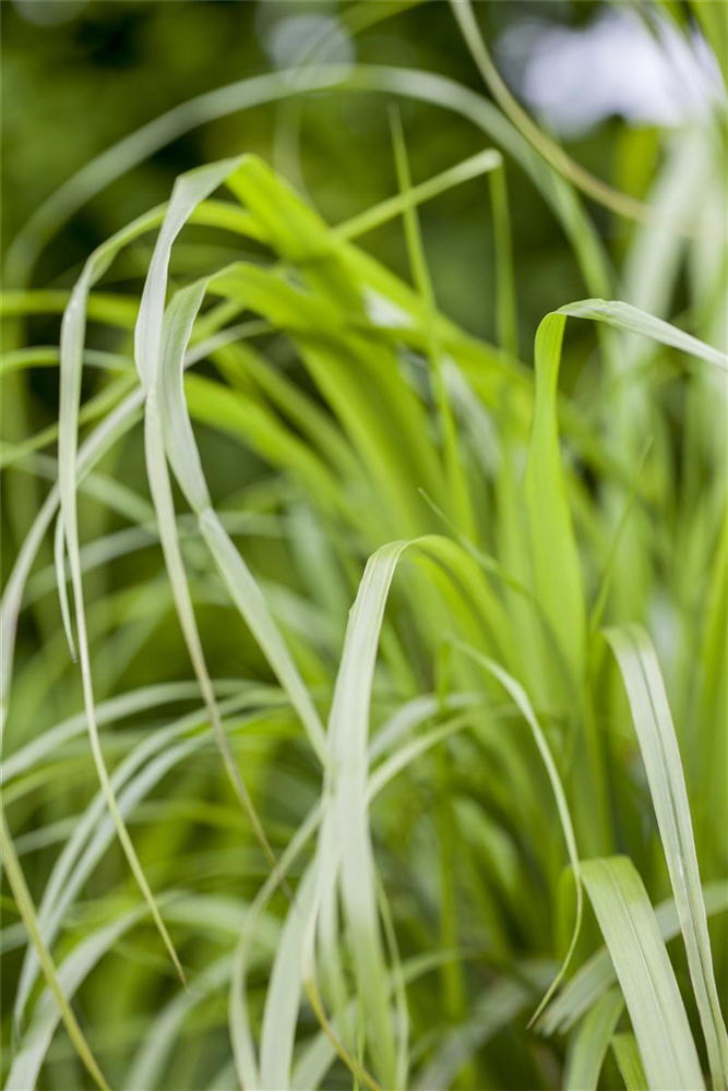 Calamagrostis brachytricha