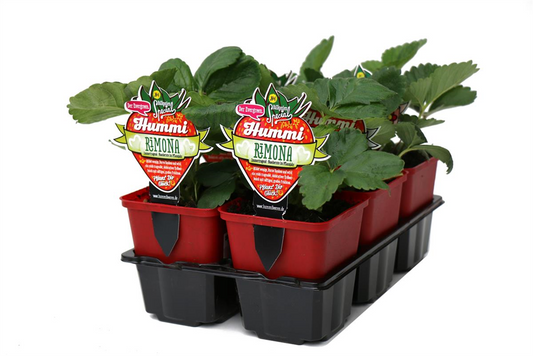 Hummi ® Rimona, 6er Set