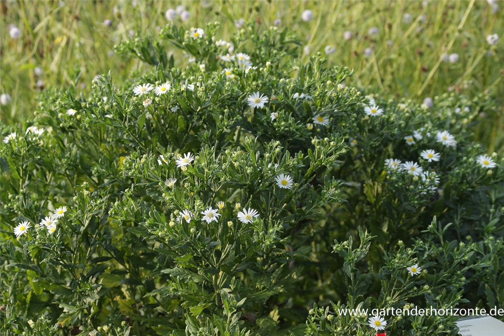 Wild-Aster 'Ashvi'