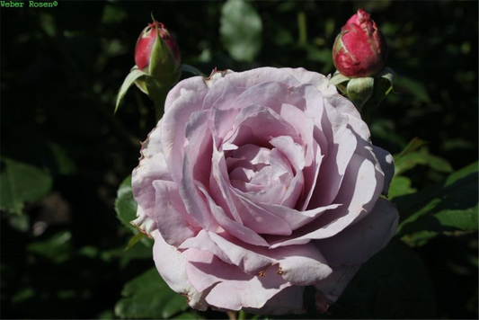 Beetrose 'Novalis'®