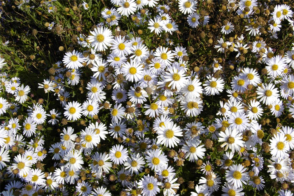 Garten-Schönaster 'Madiva'