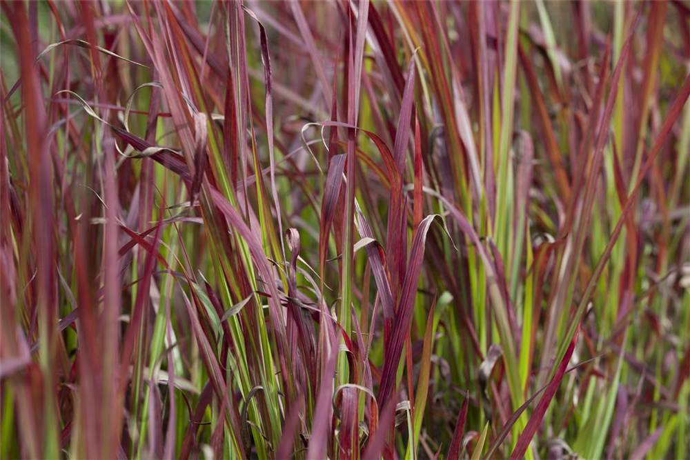 Imperata cylindrica var.koenig.'Red Baron'