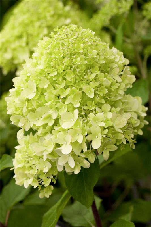 Rispenhortensie 'Limelight'(s)