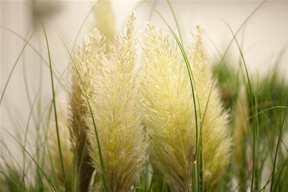 Cortaderia selloana 'Weiße Feder'