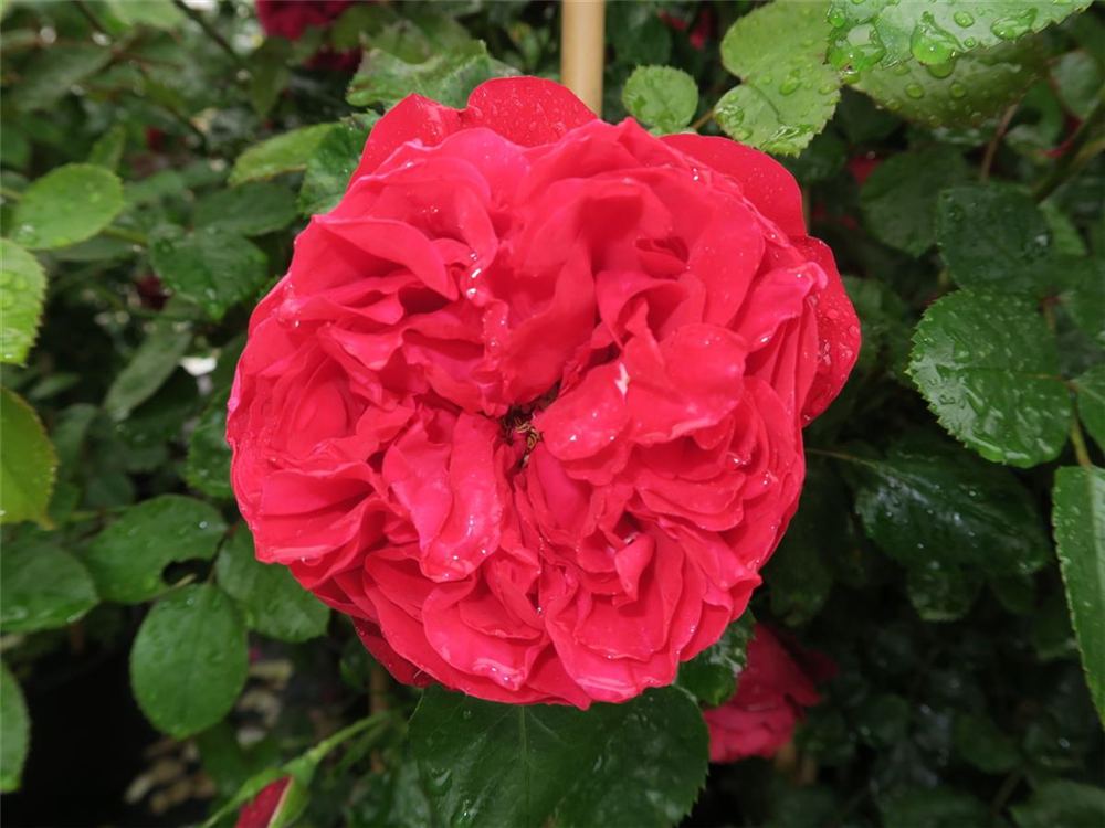 Kletterrose 'Florentina'®