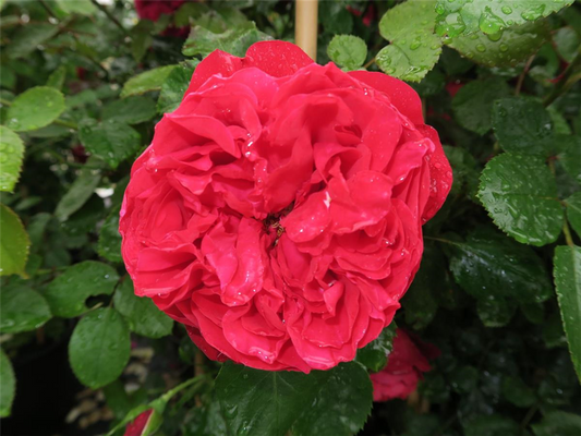 Kletterrose 'Florentina'®