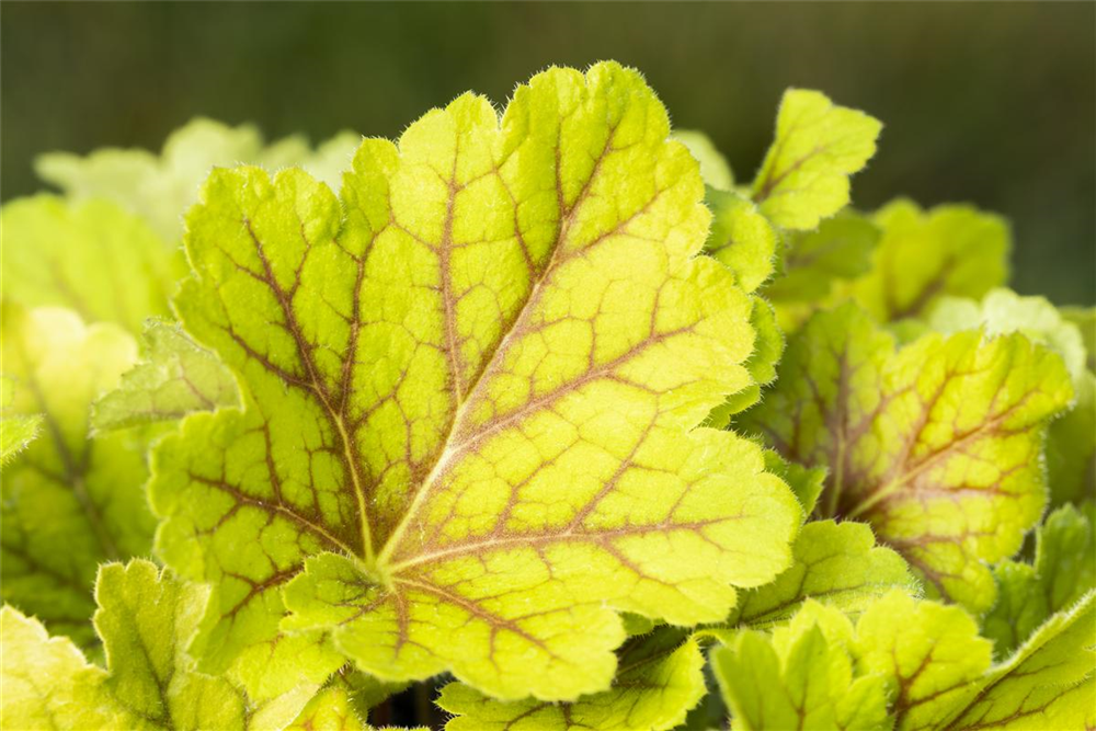 Garten-Purpurglöckchen 'Electra'®