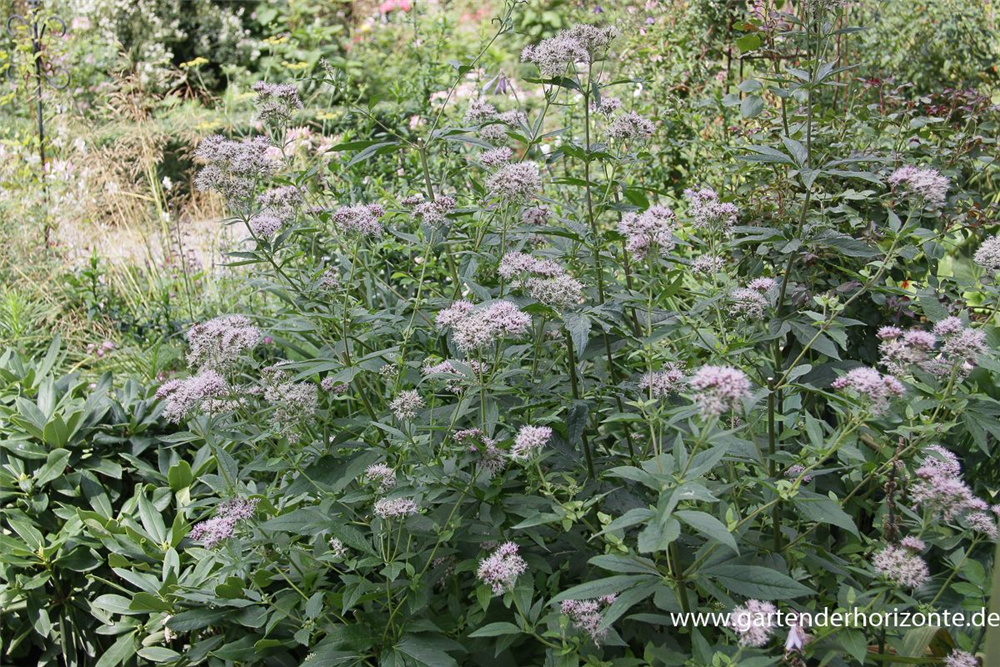 Eupatorium cannabinum