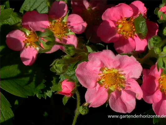 Garten-Zier-Erdbeere 'Pink Panda'®