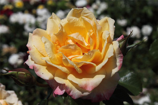 Kletterrose 'Moonlight'®