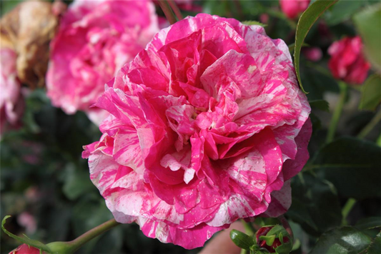 Kletterrose 'Colibri Farbfestival'®