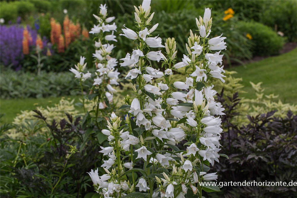 Campanula latifolia var.macrantha 'Alba'