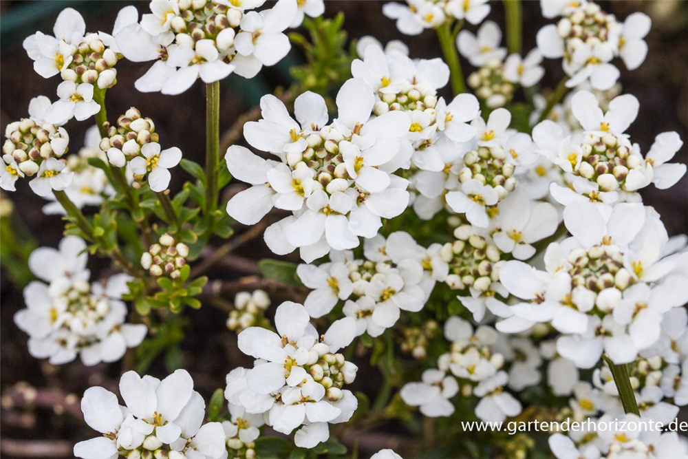 Iberis sempervirens 'Fischbeck'