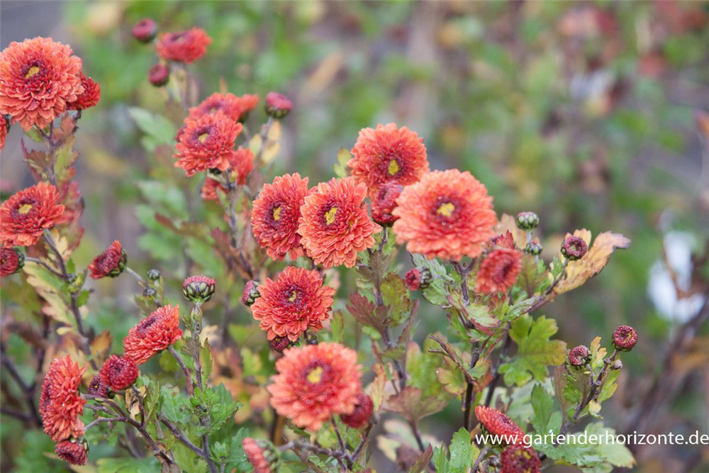 Chrysanthemum x hort.'Pizzicato'