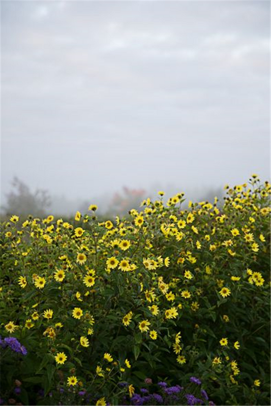 Kleinblumige Garten-Sonnenblume 'Lemon Queen'