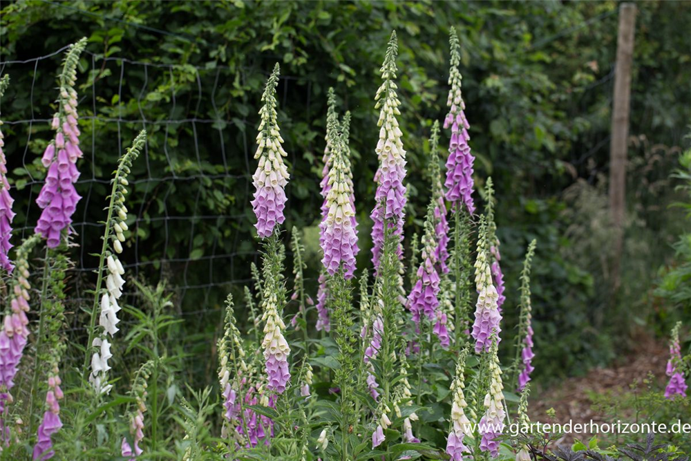 Garten-Fingerhut 'Gloxiniaeflora'