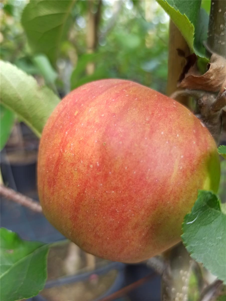 Apfel 'Rubinette Rosso'®
