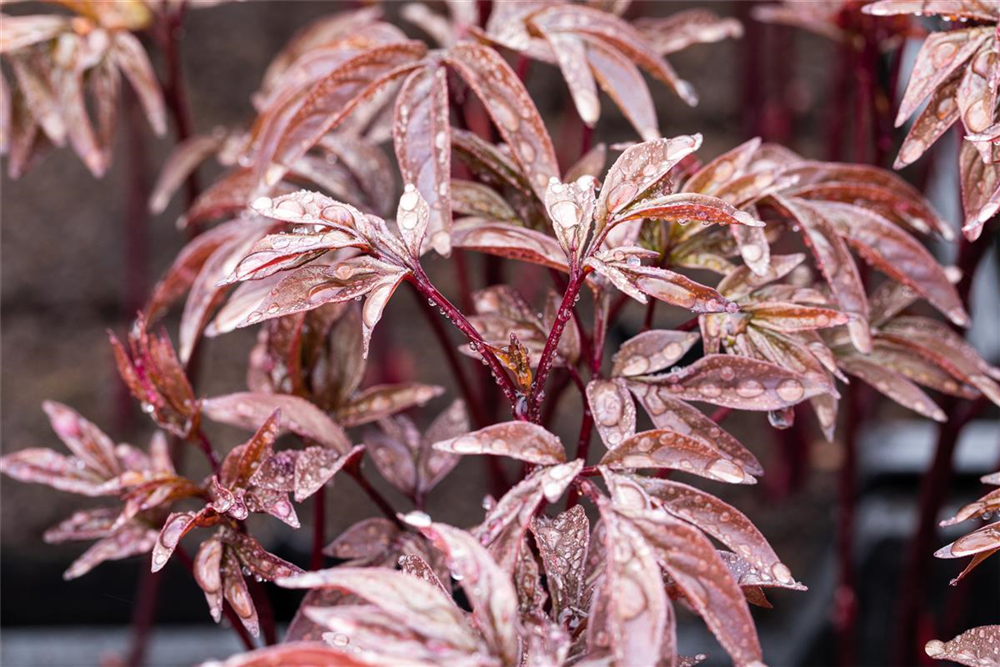 Garten-Pfingstrose 'Karl Rosenfield'