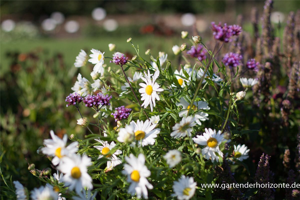 Herbstmargerite