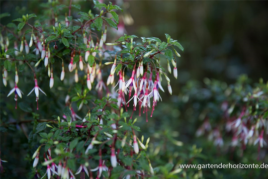 Garten-Fuchsie