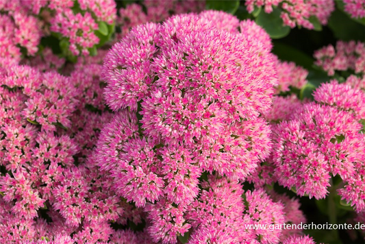 Großes Garten-Fettblatt