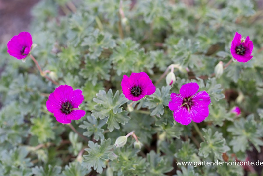 Geranium cinereum subcaulesc.'Giuseppii'