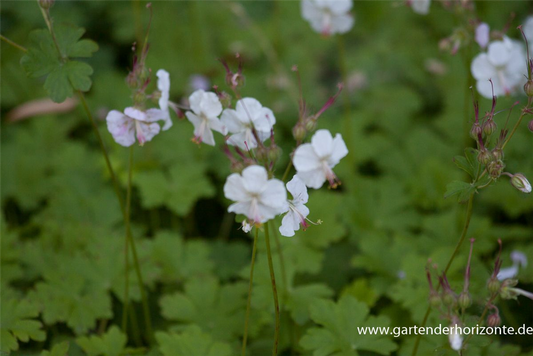 Cambridge-Bastard-Storchschnabel 'Biokovo'