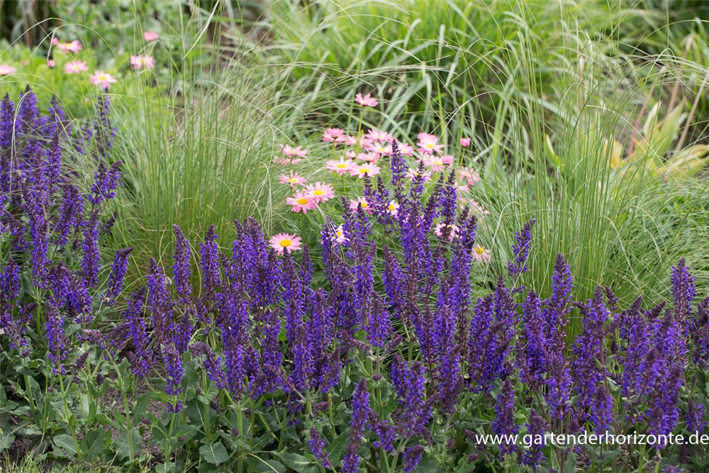 Garten-Blüten-Salbei 'Mainacht'