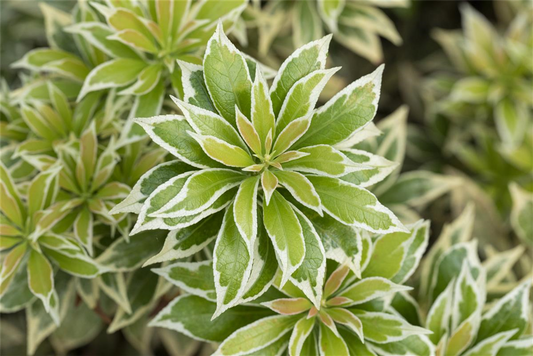 Pieris japonica 'Variegata'