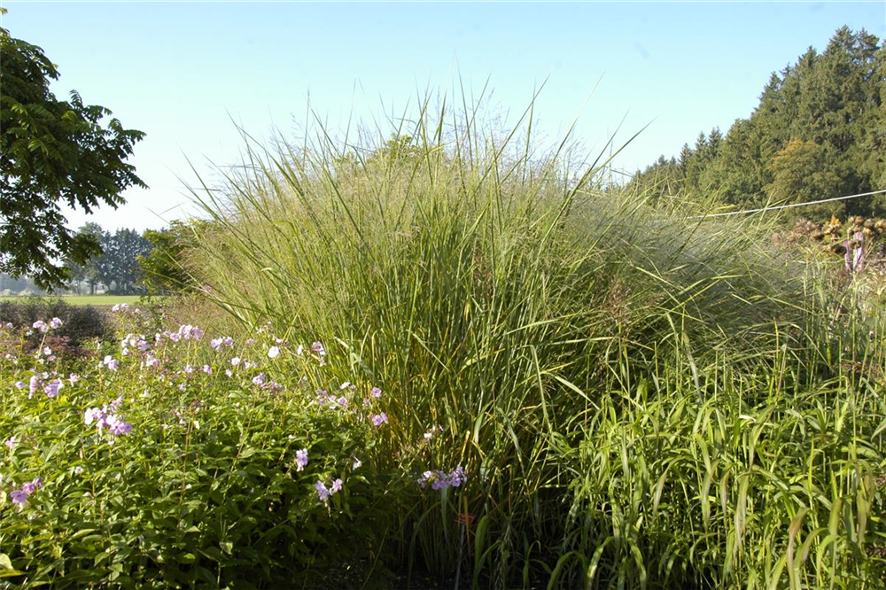Garten-Ruten-Hirse 'Cloud Nine'