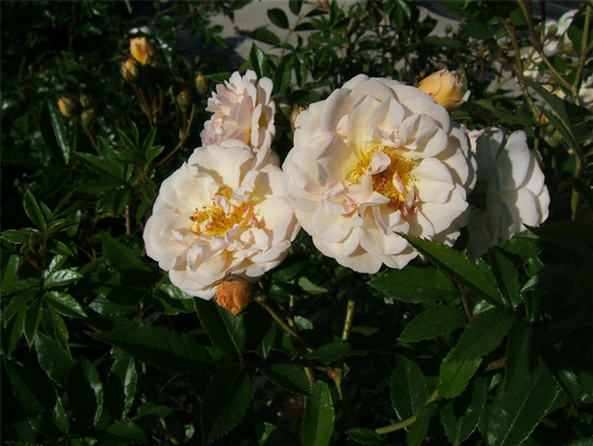 Strauchrose 'Ghislaine de Feligonde'