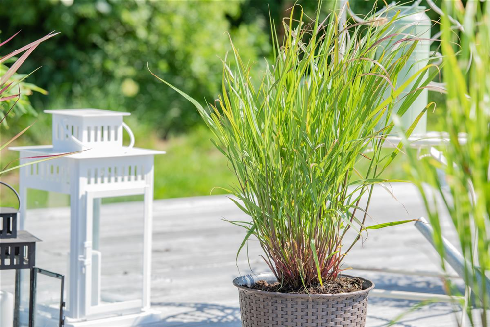 Garten-Ruten-Hirse 'Rehbraun'
