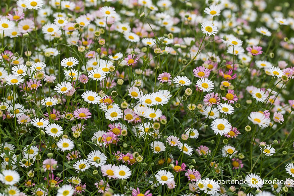 Karwinskis Feinstrahl