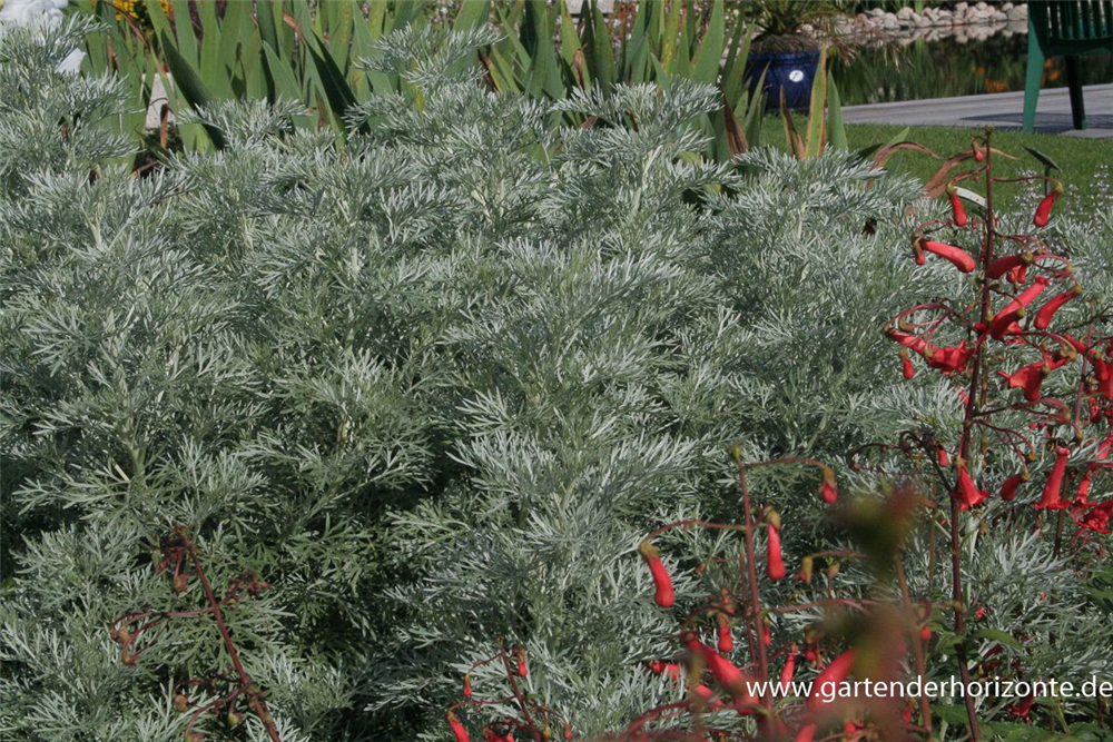 Halbstrauchiger Garten-Wermut 'Powis Castle'