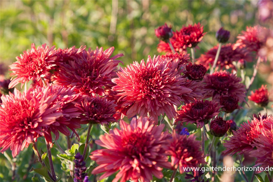Chrysanthemum x hort.'Pizzicato'