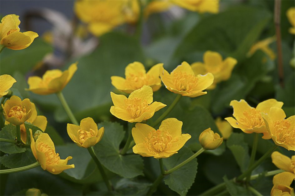 Caltha palustris