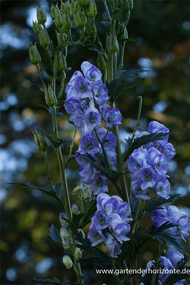 Hoher Herbst-Eisenhut