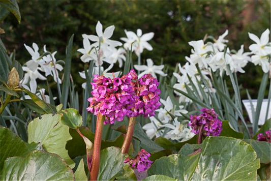 Bergenia cordifolia 'Rotblum'