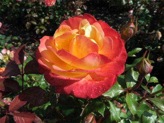 Rose 'Flaming Star'