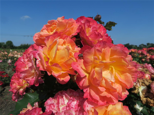 Strauchrose 'LandLust'®