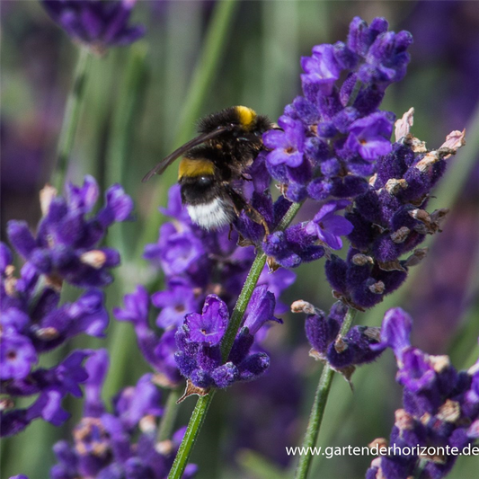 Lavandula angustifolia 'Hidcote Blue'