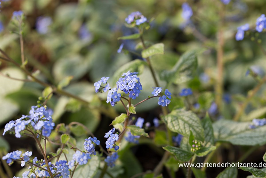 Brunnera macrophylla 'Jack Frost'  -R-